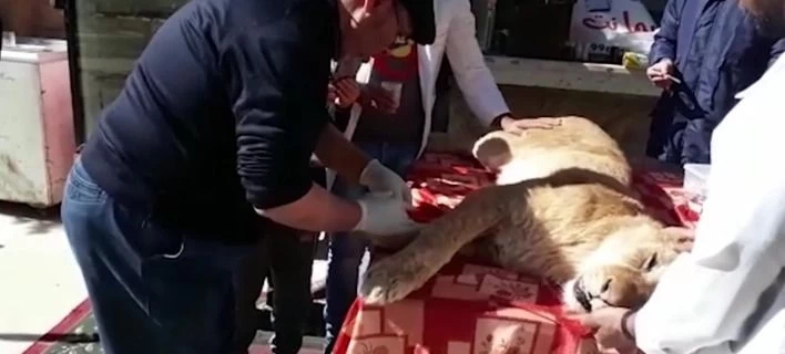 Απάνθρωπο: Εβγαλαν τα νύχια λέαινας με πένσα για να «παίζουν» οι επισκέπτες ζωολογικού κήπου μαζί της – Σκληρές εικόνες (βίντεο)